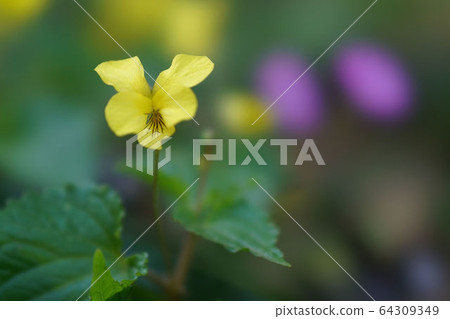 Toukakisumire Toukakisumire 64309349