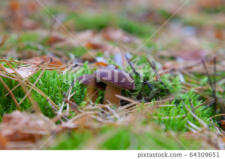 Wild edible bay bolete known as imleria badia or 64309651