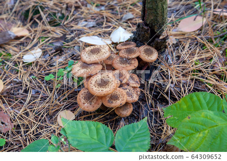 Large group of edible mushrooms from the 64309652