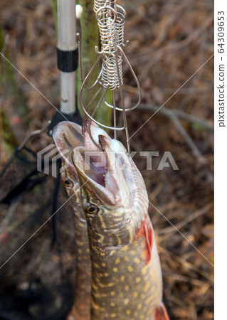 Freshwater pike fish. Two freshwater pike fish on 64309653