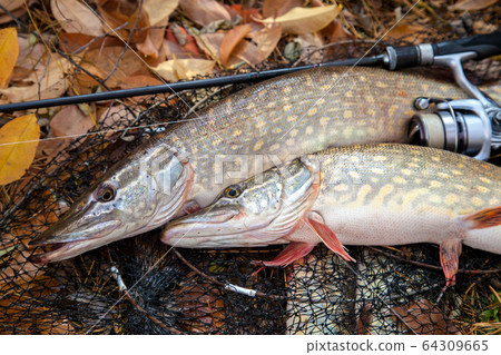 Freshwater pike fish. Two Freshwater pikes fish Freshwater pike fish. Two Freshwater pikes fish 64309665