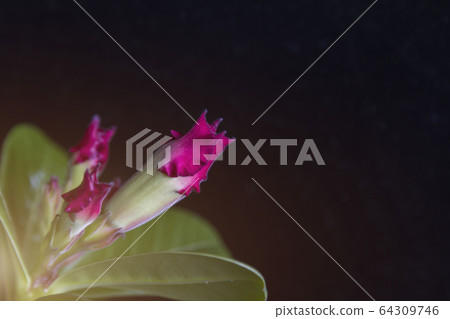 Undisclosed red rose buds, adenium onblack Undisclosed red rose buds, adenium onblack 64309746