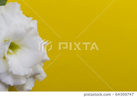 White flower rose or adenium on yellow background White flower rose or adenium on yellow background 64309747
