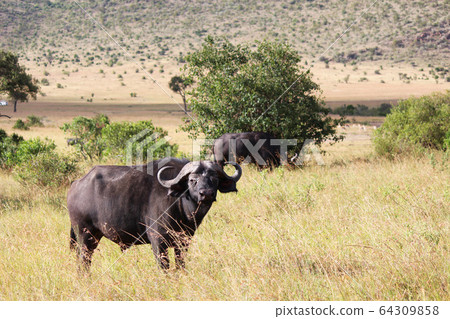 A buffalo in Maasai Mara, Kenya 64309858