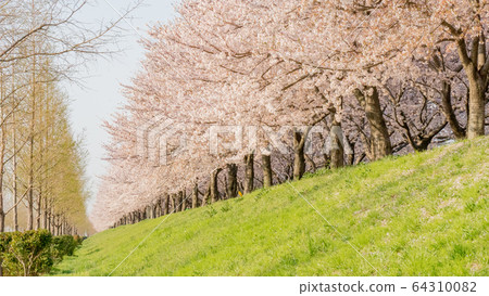 Cherry Blossom Road at McDo Eco Park in Busan 64310082