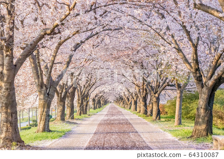 Cherry Blossom Road at McDo Eco Park in Busan Cherry Blossom Road at McDo Eco Park in Busan 64310087