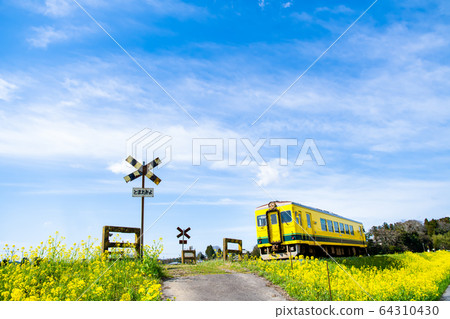 千葉縣夷umi鐵路的油菜花和有軌電車 64310430