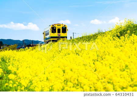 千葉縣夷umi鐵路的油菜花和有軌電車 64310431