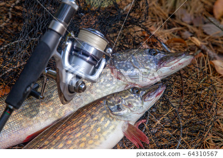 Freshwater pike fish. Two Freshwater pikes fish 64310567