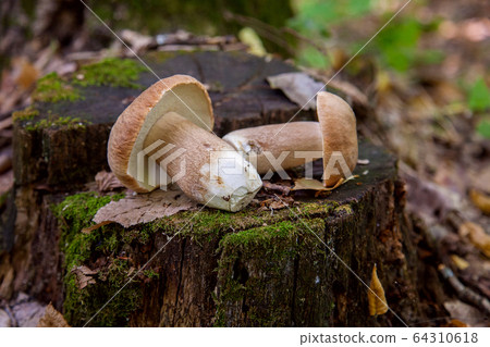 Several boletus mushroom in the wild. Porcini Several boletus mushroom in the wild. Porcini 64310618