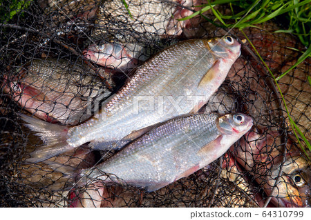Two freshwater white bream or silver bream on 64310799