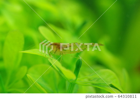 Pacific shrimp Pacific shrimp 64310811