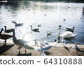 Hyde Park birds standing near lake (London, UK) 64310888