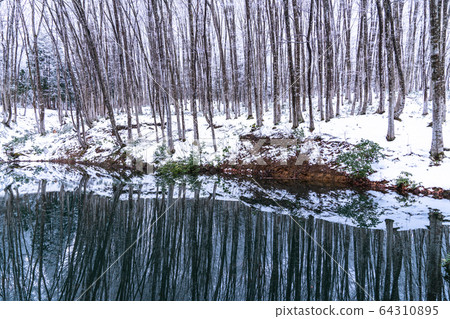 《Niigata Prefecture》Beautiful forest of snow 《Niigata Prefecture》Beautiful forest of snow 64310895