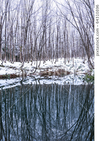 《Niigata Prefecture》Beautiful forest of snow 64310896