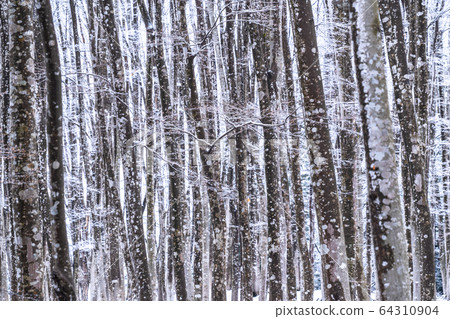 《Niigata Prefecture》Beautiful forest of snow 64310904
