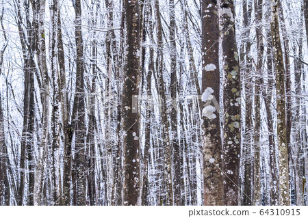 《Niigata Prefecture》Beautiful forest of snow 64310915