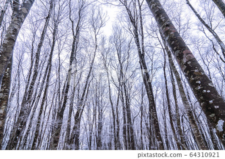 《Niigata Prefecture》Beautiful forest of snow 64310921
