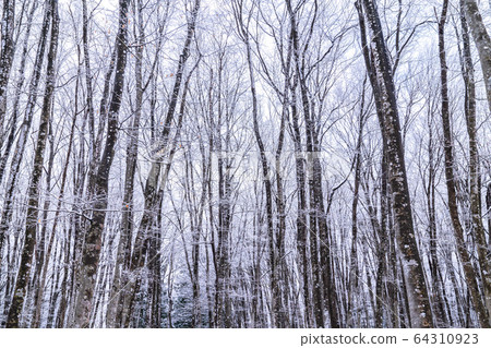 《新潟縣》美麗的雪林 64310923