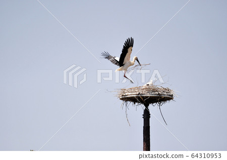 Stork Gwangsi-myeon, Budget District, Chungcheongnam-do, Korea 64310953