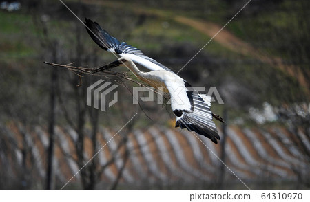 Stork Gwangsi-myeon, Budget District, Chungcheongnam-do, Korea 64310970