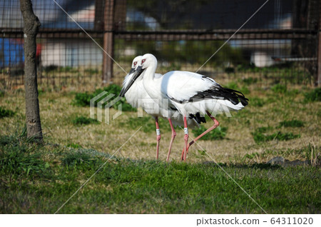 Stork Gwangsi-myeon, Budget District, Chungcheongnam-do, Korea 64311020