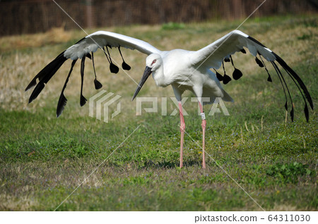 Stork Gwangsi-myeon, Budget District, Chungcheongnam-do, Korea Stork Gwangsi-myeon, Budget District, Chungcheongnam-do, Korea 64311030
