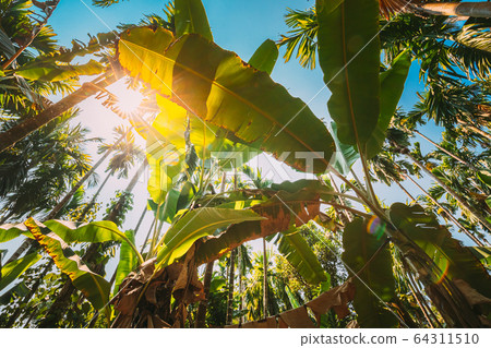 Goa, India. Big Green Leaves Of Banana Grass On Background Tall Palm Tree And Blue Sky In Summer Sunny Day. Bottom View. Wide Angle 64311510