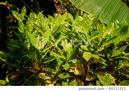 Goa, India. Green Leaves Of Codiaeum Variegatum In Summer Sunny Day Goa, India. Green Leaves Of Codiaeum Variegatum In Summer Sunny Day 64311521