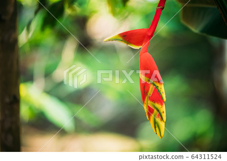 Goa, India. Red Flower Of Heliconia Rostrata Also Known As Hanging Lobster Claw Or False Bird Of Paradise Goa, India. Red Flower Of Heliconia Rostrata Also Known As Hanging Lobster Claw Or False Bird Of Paradise 64311524