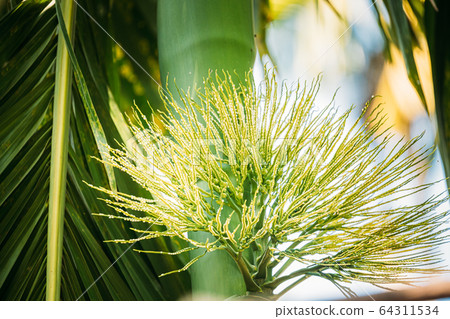 Goa, India. Young Green Shoots Of Areca Catechu Palm 64311534