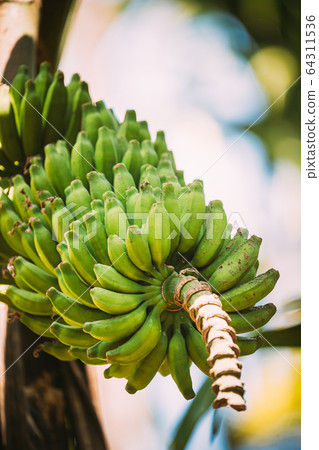 Goa, India. Banana 'Tree' Showing Fruit And Inflorescence Goa, India. Banana 'Tree' Showing Fruit And Inflorescence 64311536