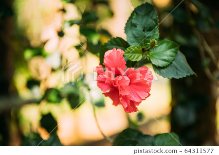 Goa, India. Close View Pink Flower Of Hibiscus Rosa-sinensis Goa, India. Close View Pink Flower Of Hibiscus Rosa-sinensis 64311577