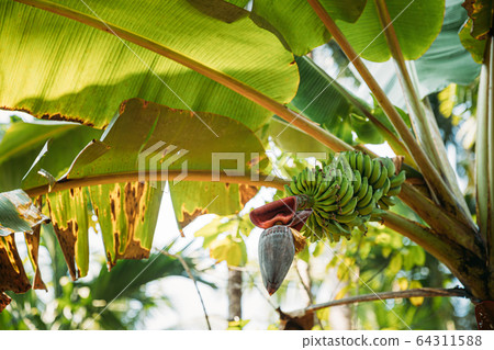Goa, India. Banana Tree Showing Fruit And Inflorescence 64311588