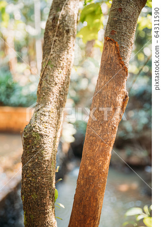Goa, India. Two Tree Trunks With Ragged Bark Is Cinnamomum Zeylanicum 64311590