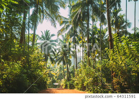 Goa, India. View Of Road Surrounded By Palm Trees In Sunny Day 64311591