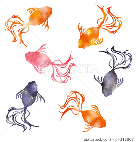 金魚水彩插圖 金魚水彩插圖 64311807