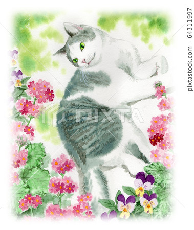 櫻草花和貓畫水彩 64311997