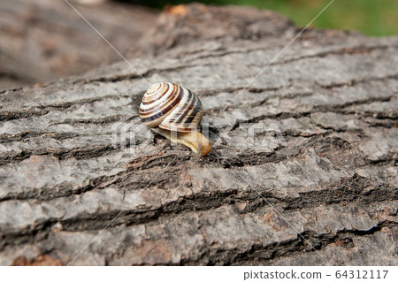 Small vivid Burgundy snail (Helix, Roman snail, 64312117