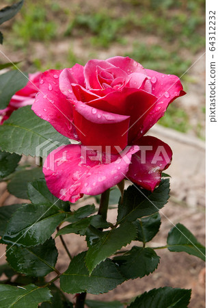 Natural pink rose flower close up on green bush. 64312232