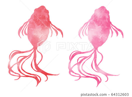 紅色和粉紅色的金魚水彩插圖 64312603