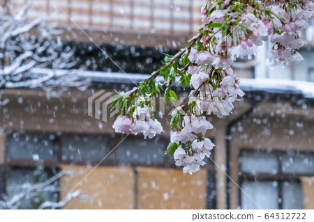 Cherry blossoms and residential areas on snowy days Cherry blossoms and residential areas on snowy days 64312722