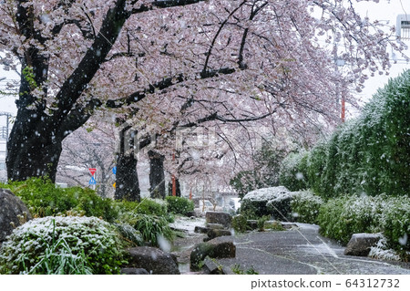 一排櫻花樹在雪中一排櫻花樹在南町，Warabi，Sa玉 64312732