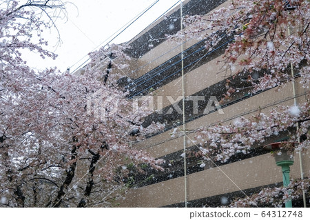 Cherry blossoms and residential areas on snowy days Cherry blossoms and residential areas on snowy days 64312748