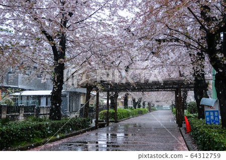 Row of cherry blossom trees row of cherry blossom trees in Minamimachi, Warabi City, Saitama Prefecture Row of cherry blossom trees row of cherry blossom trees in Minamimachi, Warabi City, Saitama Prefecture 64312759