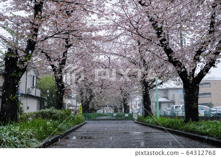 一排排的櫻桃樹在雪中一排排的櫻桃樹在雪中 一排排的櫻桃樹在雪中一排排的櫻桃樹在雪中 64312768