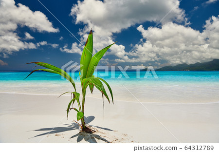 Palm tree growing from coconut on beautiful beach 64312789