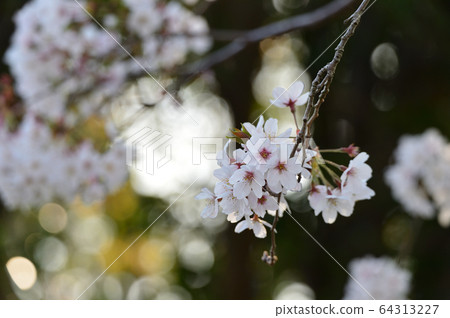Cherry blossoms in the wind Cherry blossoms in the wind 64313227