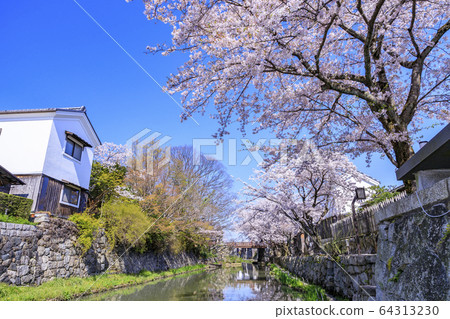 Omi Hachiman Hachimanbori Sakura Omi Hachiman Hachimanbori Sakura 64313230