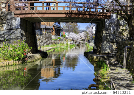 Omi Hachiman Hachimanbori Sakura Omi Hachiman Hachimanbori Sakura 64313231